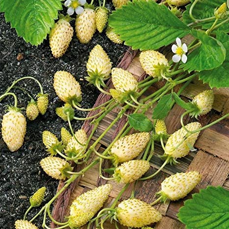 Yellow Alpine Strawberry Seeds for Planting (50 Seeds) - Non-GMO Fruit Seeds