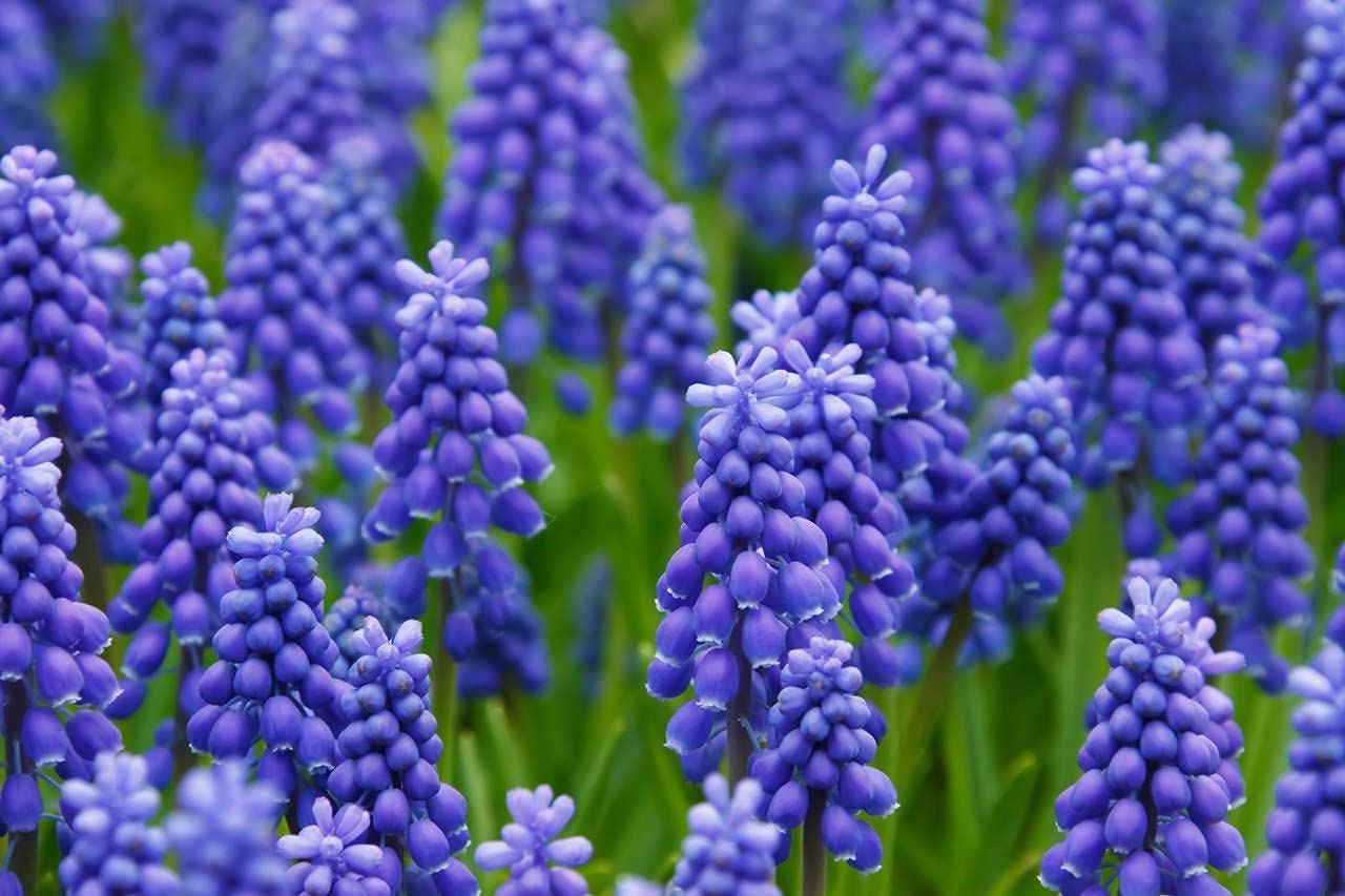 50 Grape Muscari Bulbs - Beautiful Spring Blooms, Perennial Garden Flowers, Easy to Grow