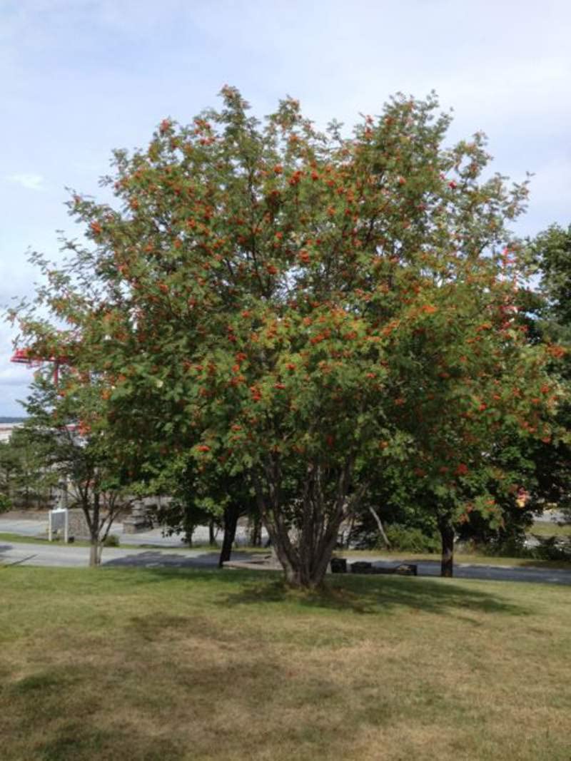 Mountain Ash Tree Seeds for Planting (50 Seeds) - Sorbus aucuparia