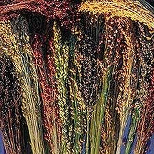 Multi-Colored Broom Corn Seeds - High yields of Beautiful Straw! Very Beautiful!