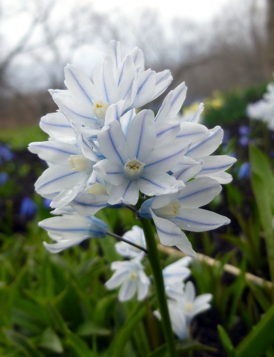 Striped Squill- Puschkinia Libanotica (Pack of 100 Bulbs)