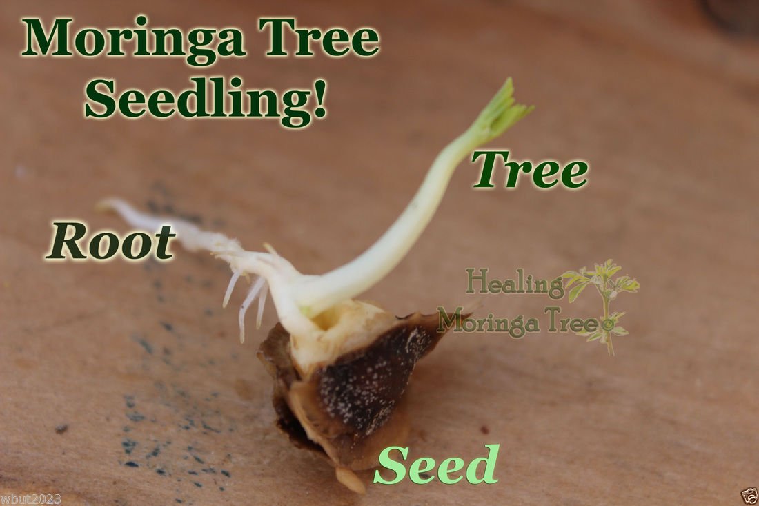 10 Seeds Moringa Seeds-drumstick Tree, Tree of Life or the Miracles Tree-moringa Oleifera