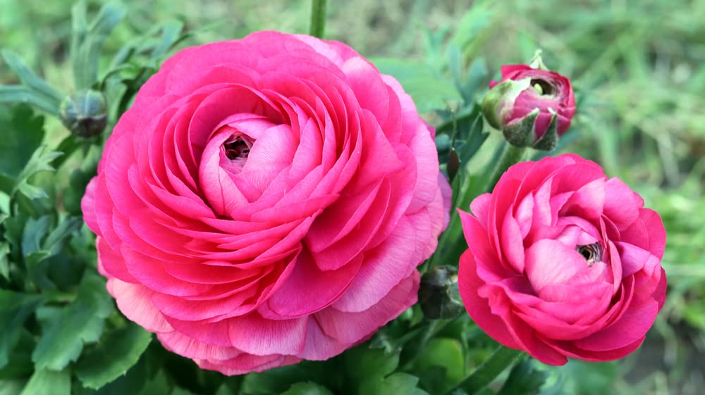 Ranunculus Bulbs for Planting - Buttercup Flower -Plant in Gardens, Containers & Flowerbeds - Easy to Grow Fall or Spring Perennial Flowers Bulbs