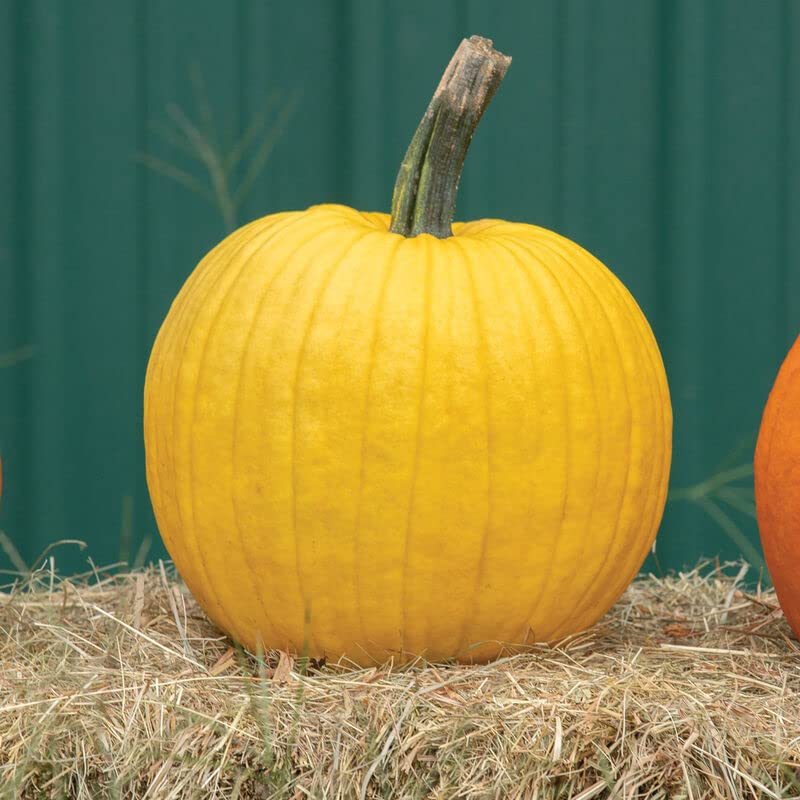 Mellow Yellow Pumpkin Seeds for Planting (10 Seeds) - Exotic and Hard to Find Pumpkin