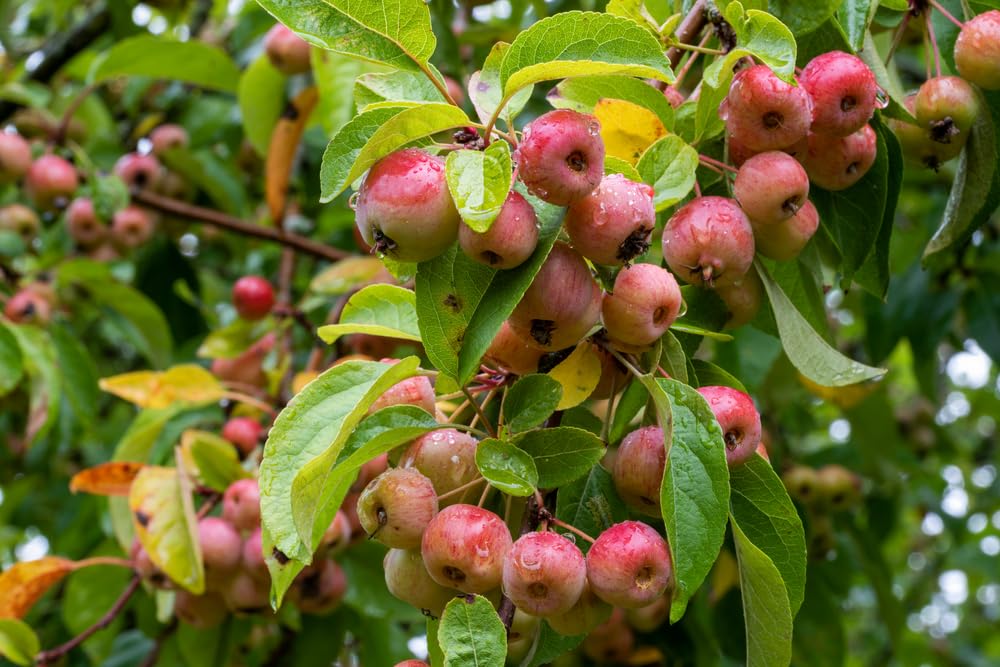 Zumi Crabapple Tree Seedlings for Planting - Grow Fruit Trees