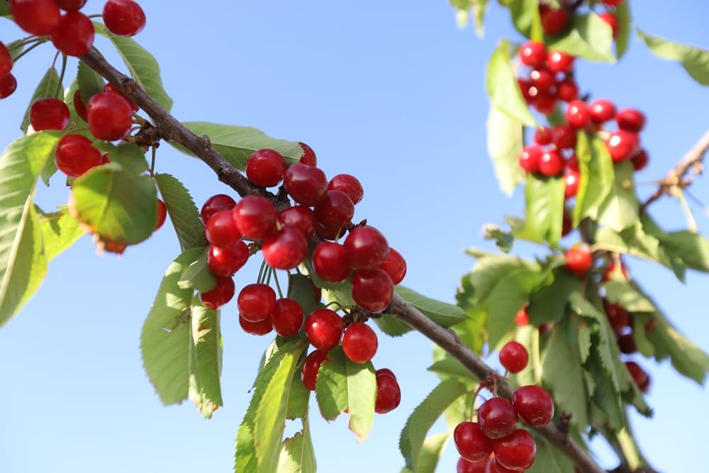 10 Evans Sour Cherry Tree Seeds for Planting - Prunus cerasus 'Evans'