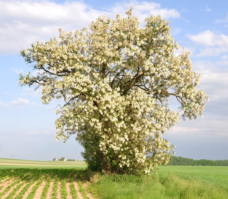 100 Flowering Black Locust Tree Seeds for Planting - Robinia pseudoacacia