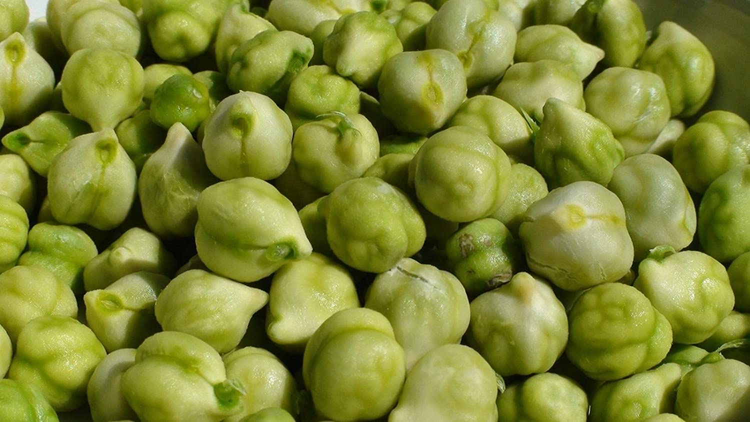 Garbanzo Bean Seeds for Planting - Grow Chickpeas, Make Hummus