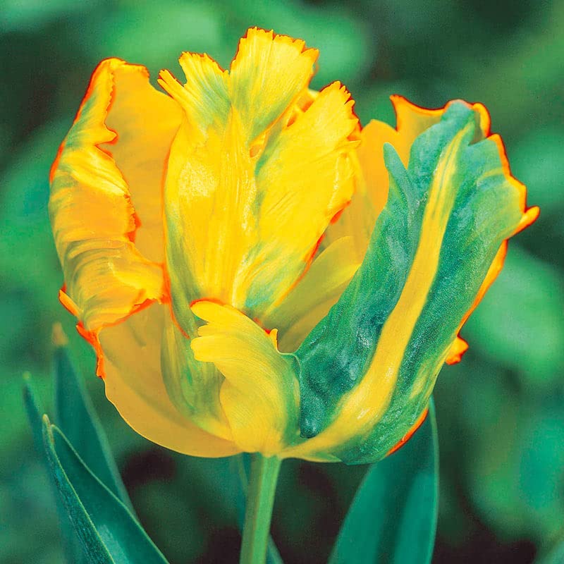 10 Golden Parrot Tulip Bulbs for Planting - Easy to Grow - Ships from Iowa