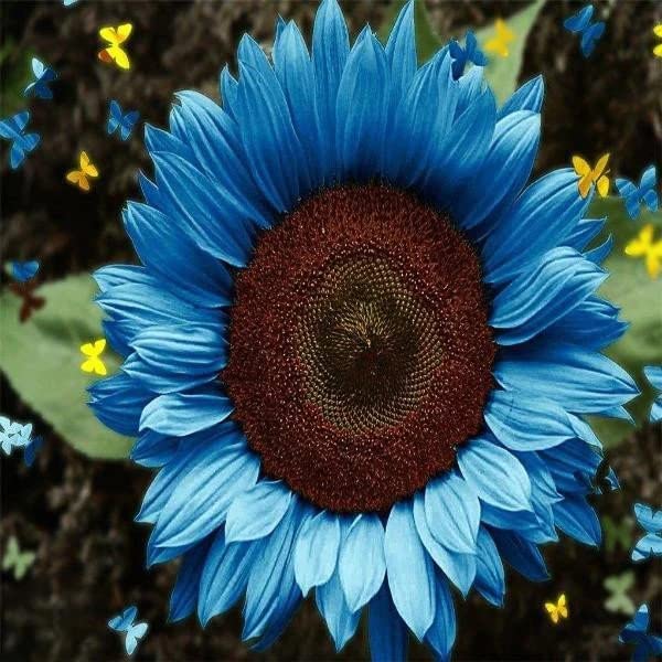 Sunflower Seeds |Heirloom & Non-GMO | 50 Seeds | Sunflower Seeds for Planting | Great for Hummingbirds and Butterflies