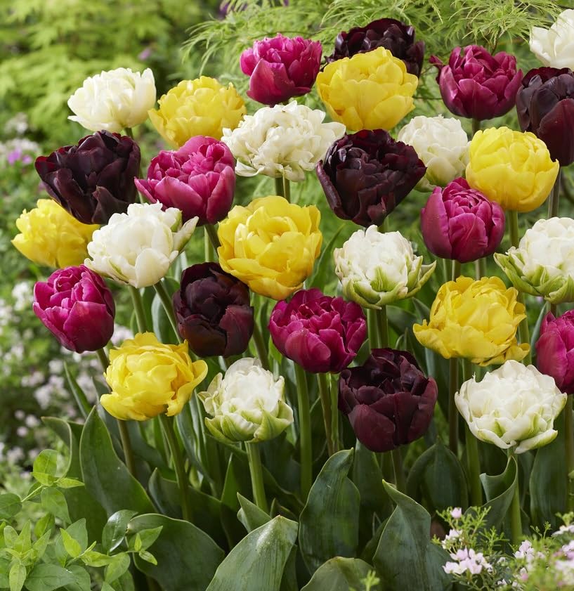 Double Tulip Mix Bulbs for Planting - Easy to Grow Perennial Tulips