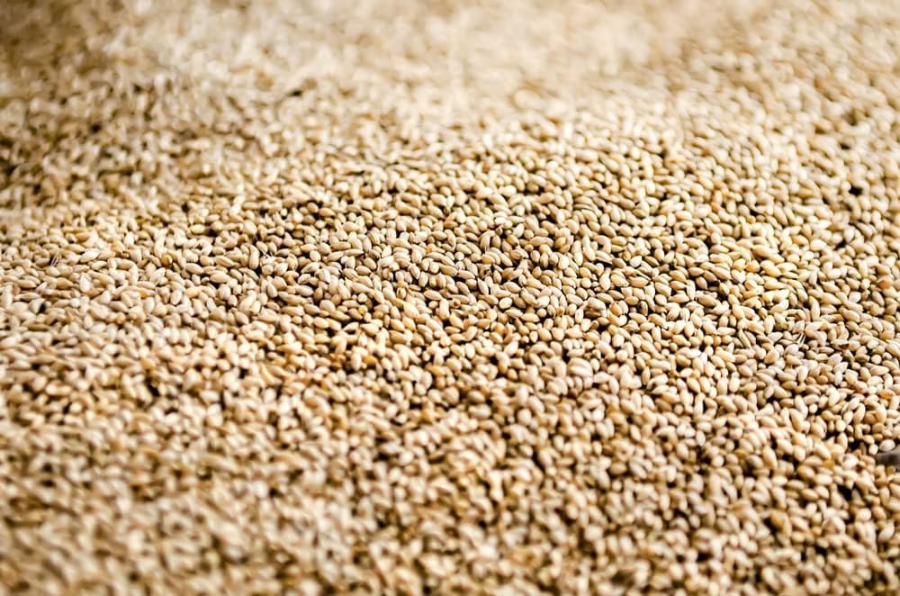 Climax Timothy Grass Seeds for Planting - Cover Crop, Hay Grass, Deer, Wildlife Food Plot Seed (1 Pound)