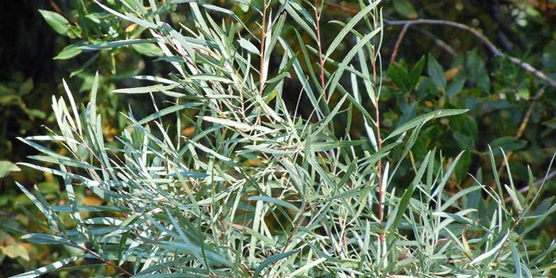 Coyote Willow Shrub Cuttings for Planting - Sandbar Willow - Easy to Grow, Great for Erosion Control or Privacy