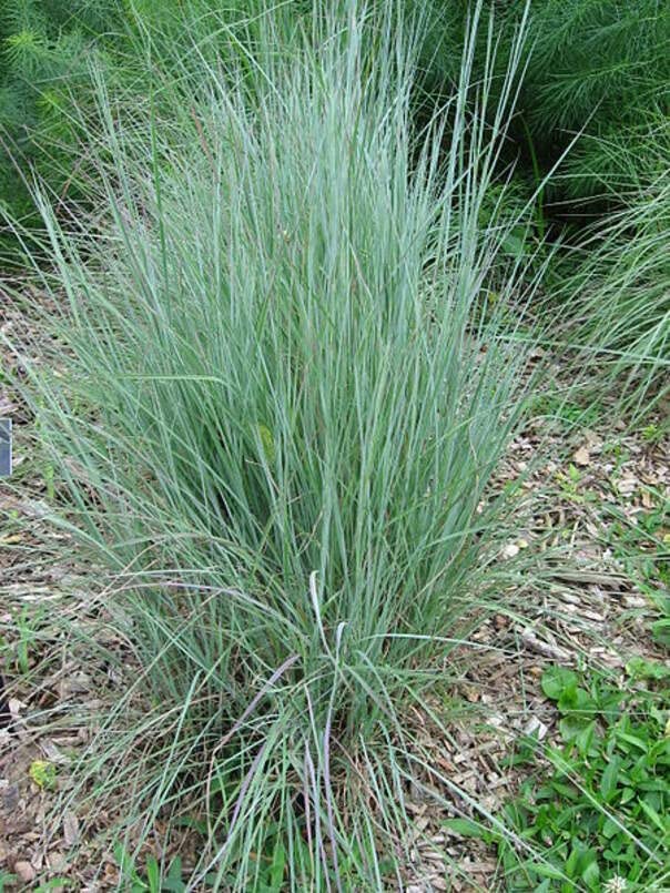 100 Little Bluestem Ornamental Grass Seeds for Planting - Schizachyrium scoparium