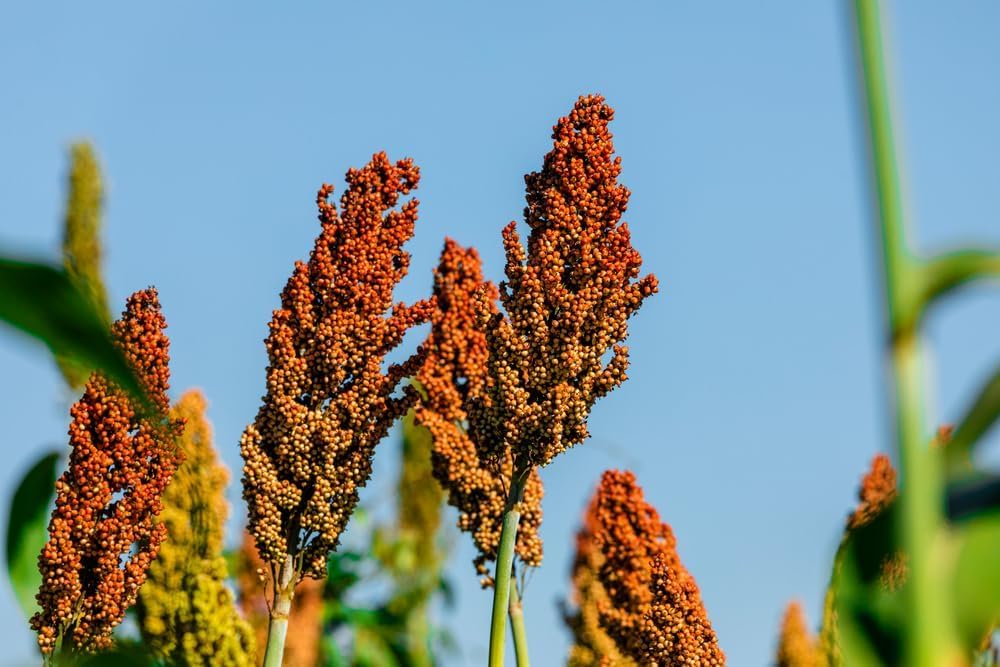 Sweet Sugar Cane Sorghum Seeds for Planting - Heirloom & Open-Pollinated Variety, Non-GMO Vegetable Seeds for Planting in The Home Garden