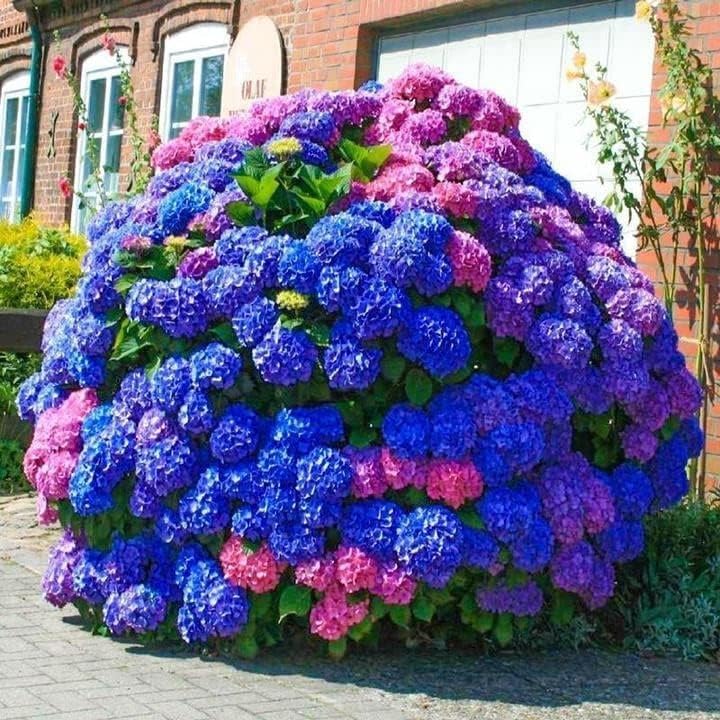 Blue Pink Purple Hydrangea Seeds for Planting - Beautiful and Hardy Perennial Flowers for Your Garden