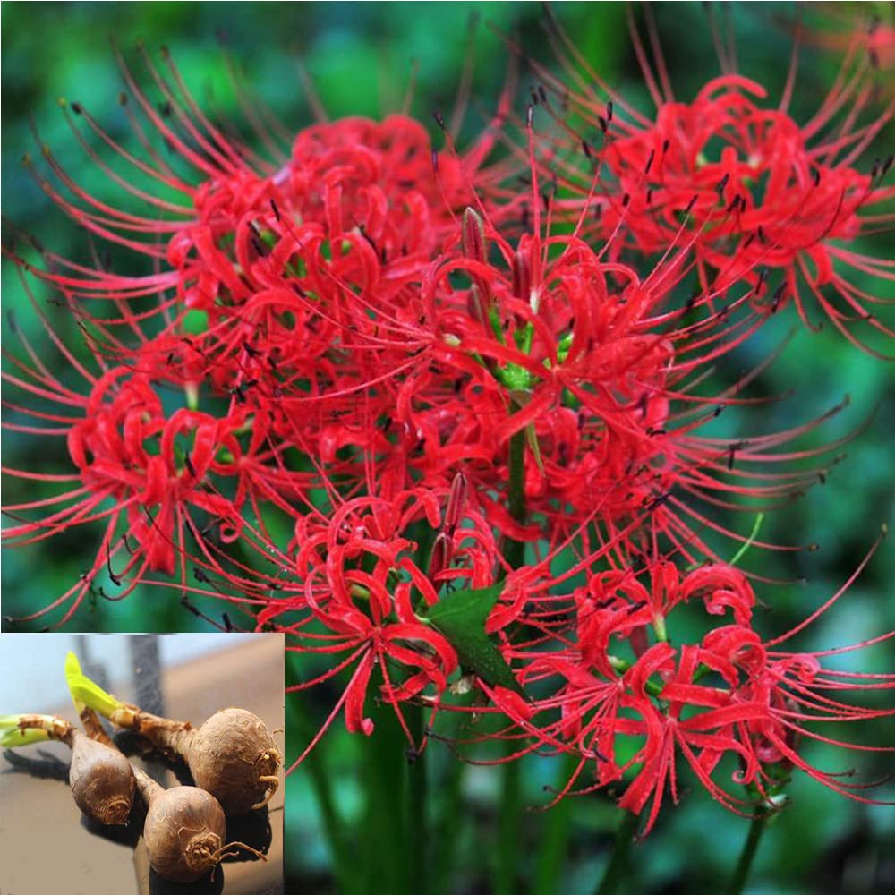 3pcs red mandarava Bulbs Bana Lycoris Radiata Bulbs Nerine Bowdenni Bulbs Red Bowden Lily Bulbs Red Spider Lily Hardy Nerines Bulbs Easy to Plant Red Cornish Lily Bulbs .Diameter: 1.2in.