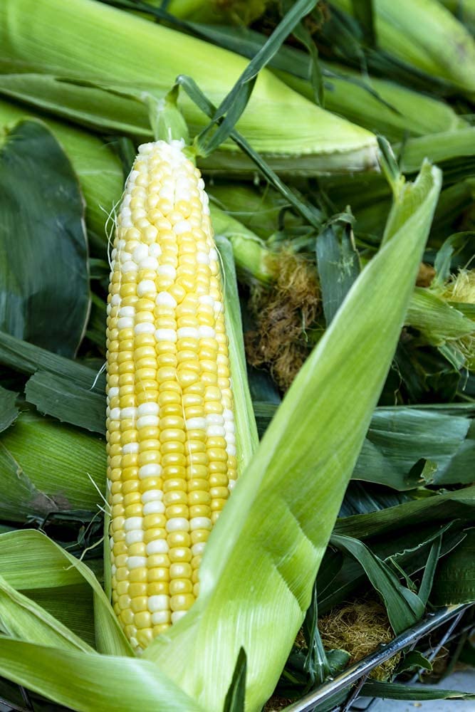 Peaches and Cream Sweet Corn Seeds - 30 Seeds