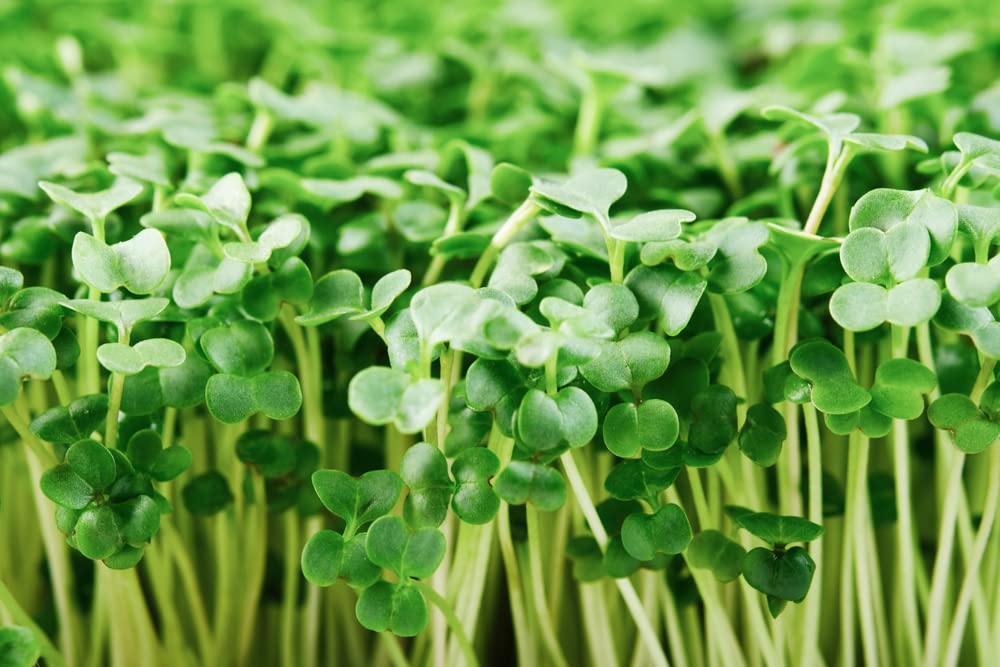 Broccoli Sprouts Seed (500 Seeds) Easy and Fast Growing, Very Healthy Microgreens