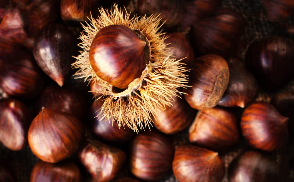 Hybrid Chestnut Tree Seedlings for Planting - Whitetail Deer's Choice Food - 1 Yr Seedlings - Castanea dentata x mollisima (3 Chestnut Trees) - No Ship to California