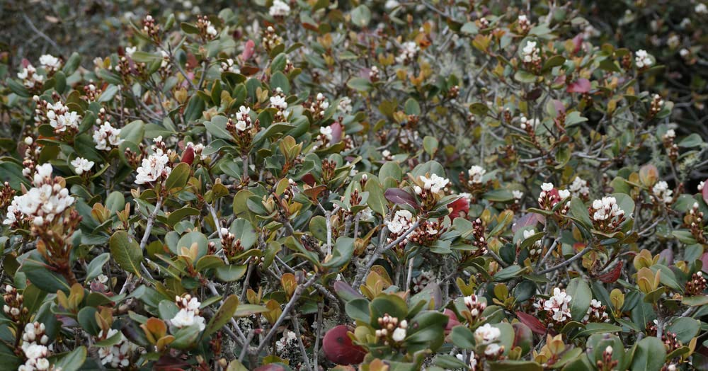 Western Sand Cherry Seeds - 6 Seeds - Very Rare - Great for Landscaping or Bonsai