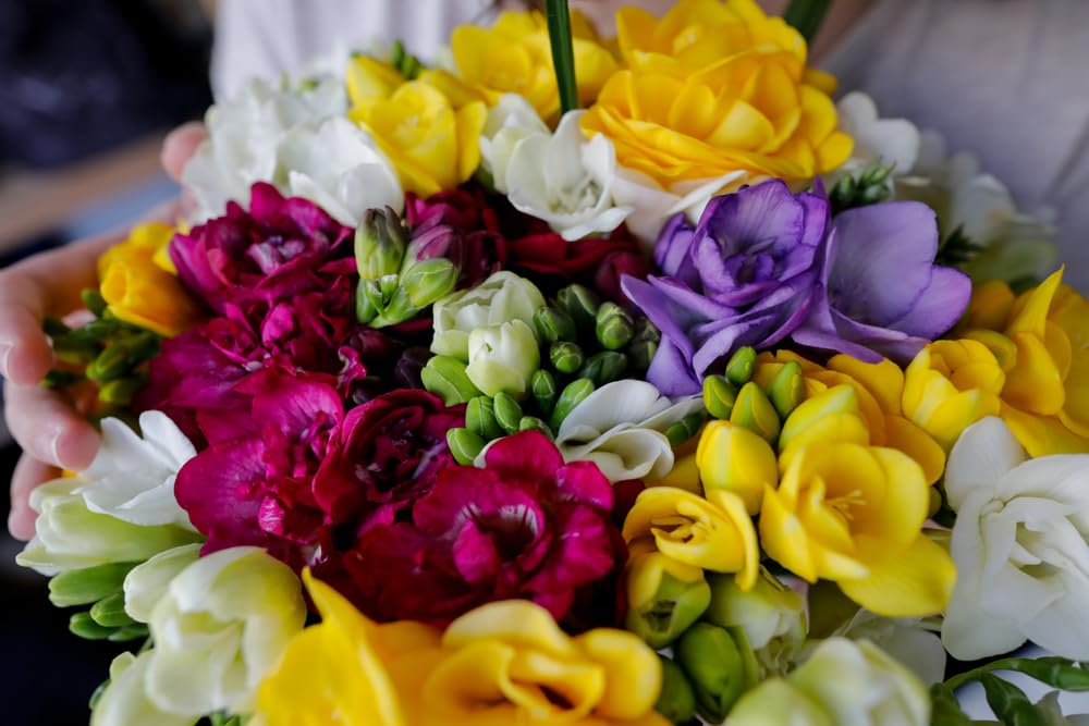 Double Freesia Flower Bulbs for Spring Planting - Mixed Colors for Bouquets - Large Healthy Bulbs - Great for Container or Outdoor Growing