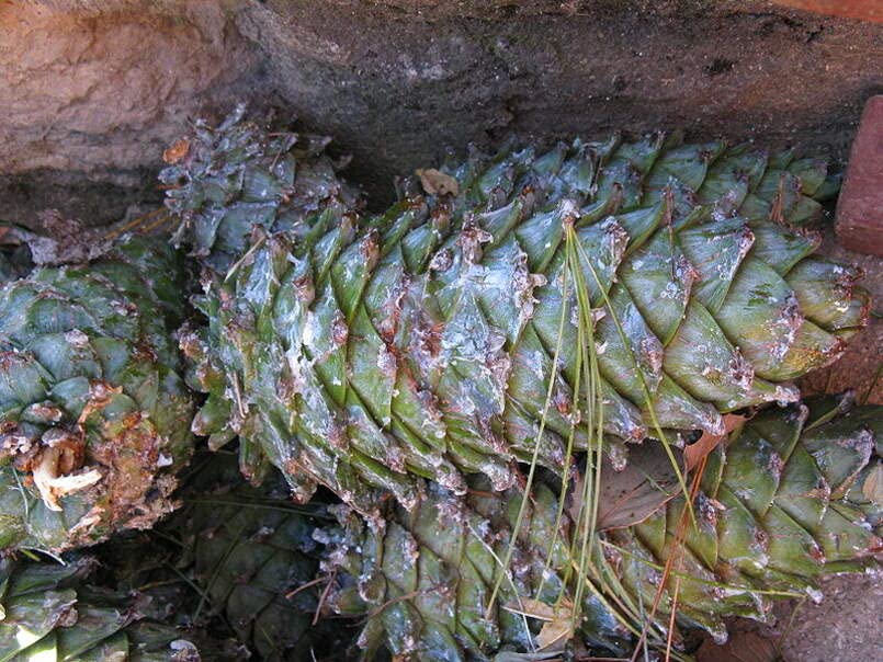 Armand Pine Seeds for Planting (30 Seeds) - David's Pine, Chinese White Pine Pinus armandii