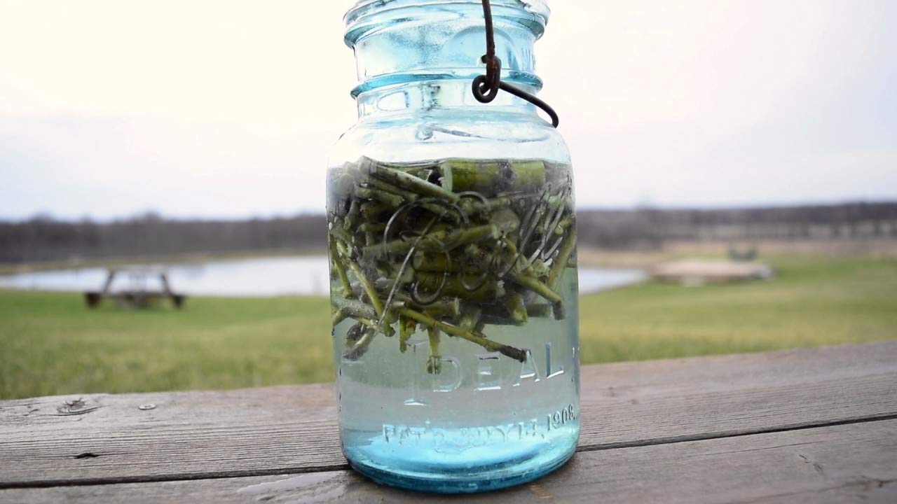 Make Willow Water - Natures Rooting Hormone - Get 25+ Thin Willow Cuttings - Root Most Any Plant!