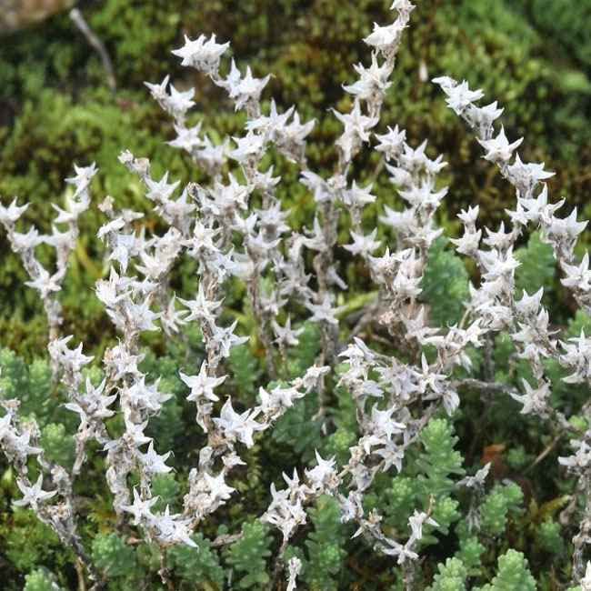 Sedum Oktoberfest Seeds for Planting (200 Seeds) - Sedum Acre Oktoberfest - Great for Pollinators