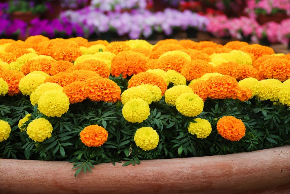 Marigold Cracker Jack Seeds for Planting - 1,000+ Seeds - Beautiful Multi Colored Flowers