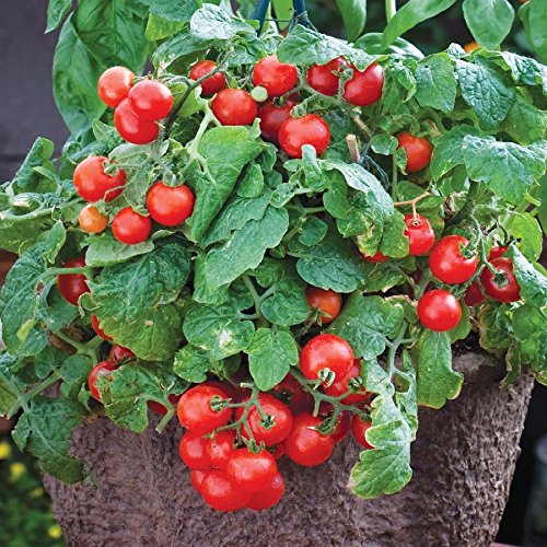 Bonsai Tiny Tim Tomato Seeds - 50+ Seeds - Grow Indoor Exotic Edible Bonsai Vegetables - Made in USA. Ships from Iowa