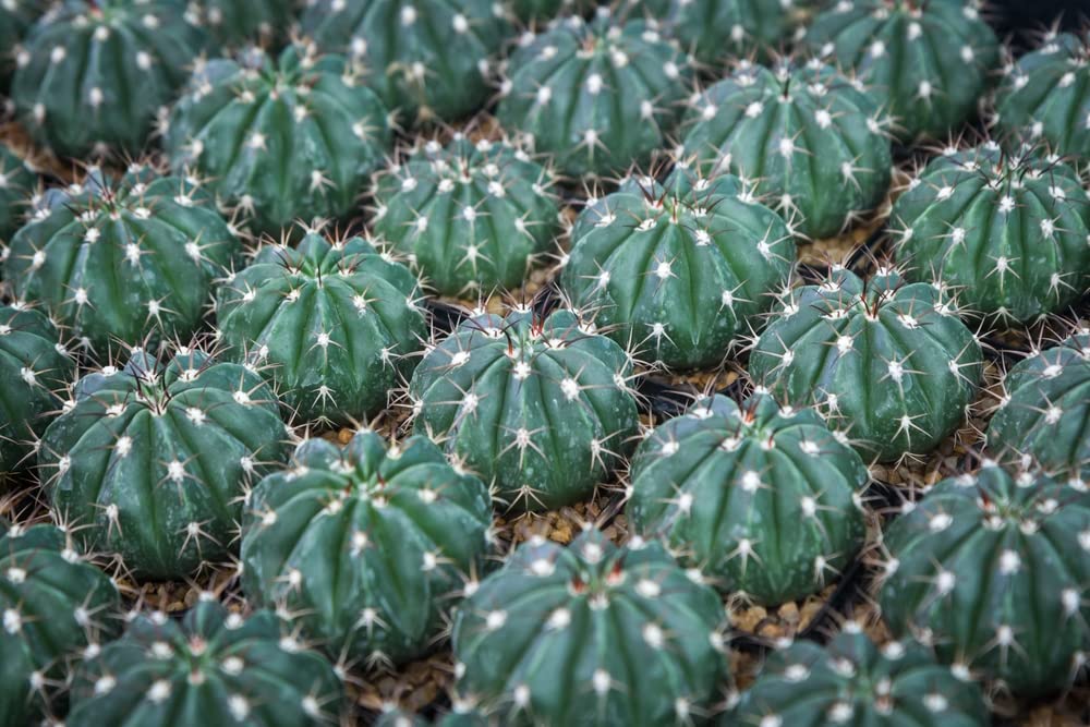 50 Ferocactus Species Mix Seeds - Barrel Shaped Cacti - Ships from Iowa, USA - Grow Exotic Cacti Succulent