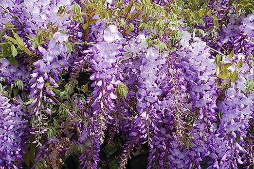 Purple Wisteria Seeds - Highly Prized Flowering Vine, Wisteria sinensis - Fresh Seeds