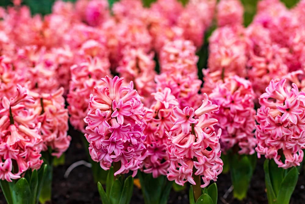 5 Pink Giant Hyacinth Bulbs for Planting - Fragrant and Colorful, Great for Cut Flowers