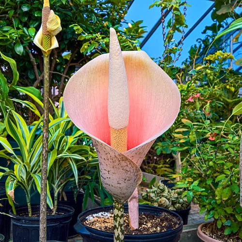 Voodoo Lily Bulbs for Planting - Amorphophallus Bulbifer