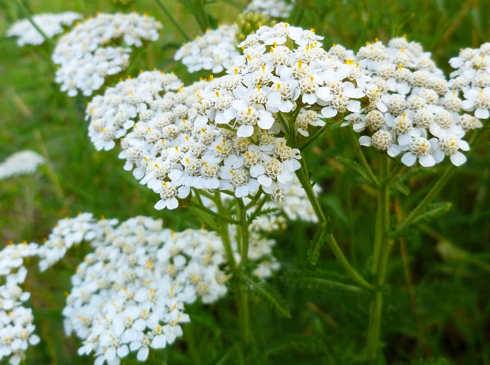 White Yarrow Western Flower Seeds, 1000 Seeds Per Packet, Botanical Name: Achillea millefolium