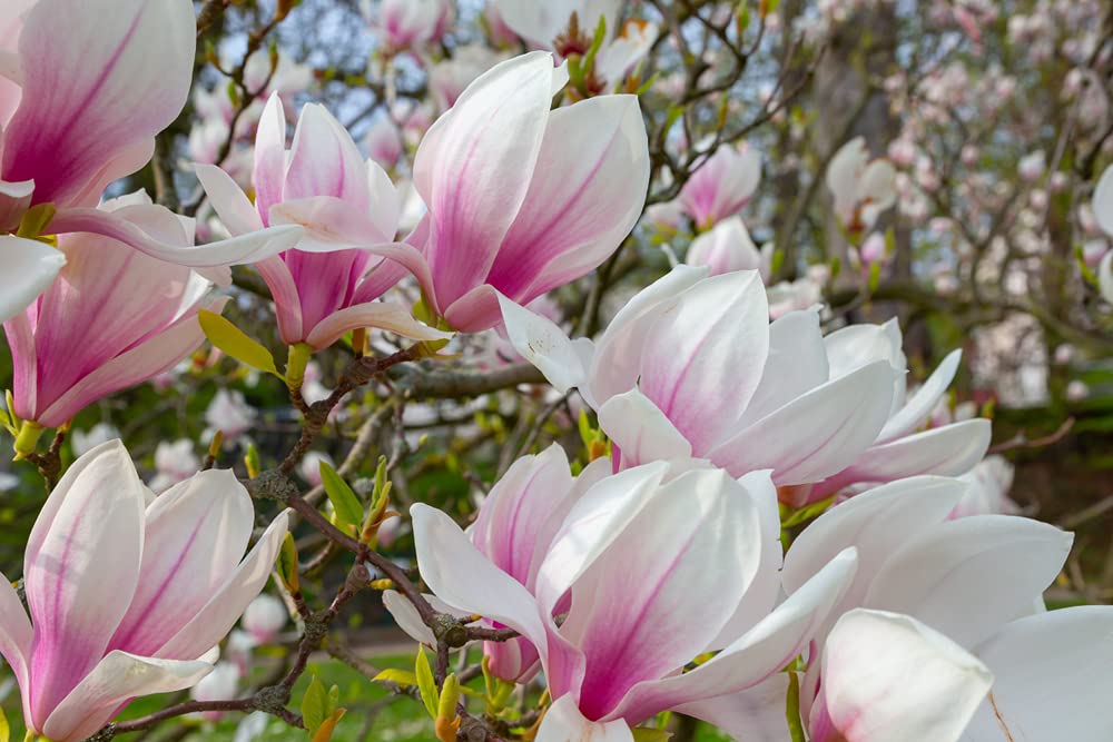 Magnolia Tree Seeds - 10 Seeds - Beautiful Pink/White Flowers (Magnolia soulangeana) Saucer Magnolia Tree