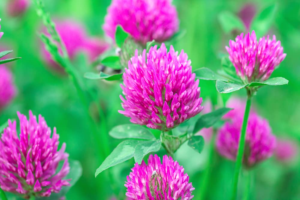 Red Clover Seed - 500+ Seeds - Great from Food Plot, Cover Crop, Pasture Mix - Perennial Red Clover