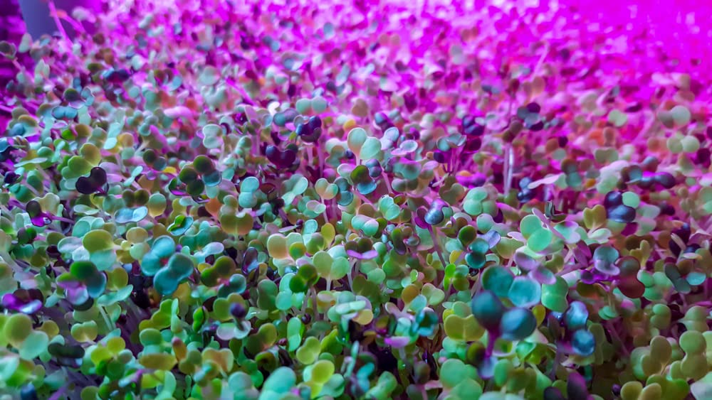 Alfalfa Microgreens Seed for Growing - Easy and Fast Growing, Very Healthy Microgreens