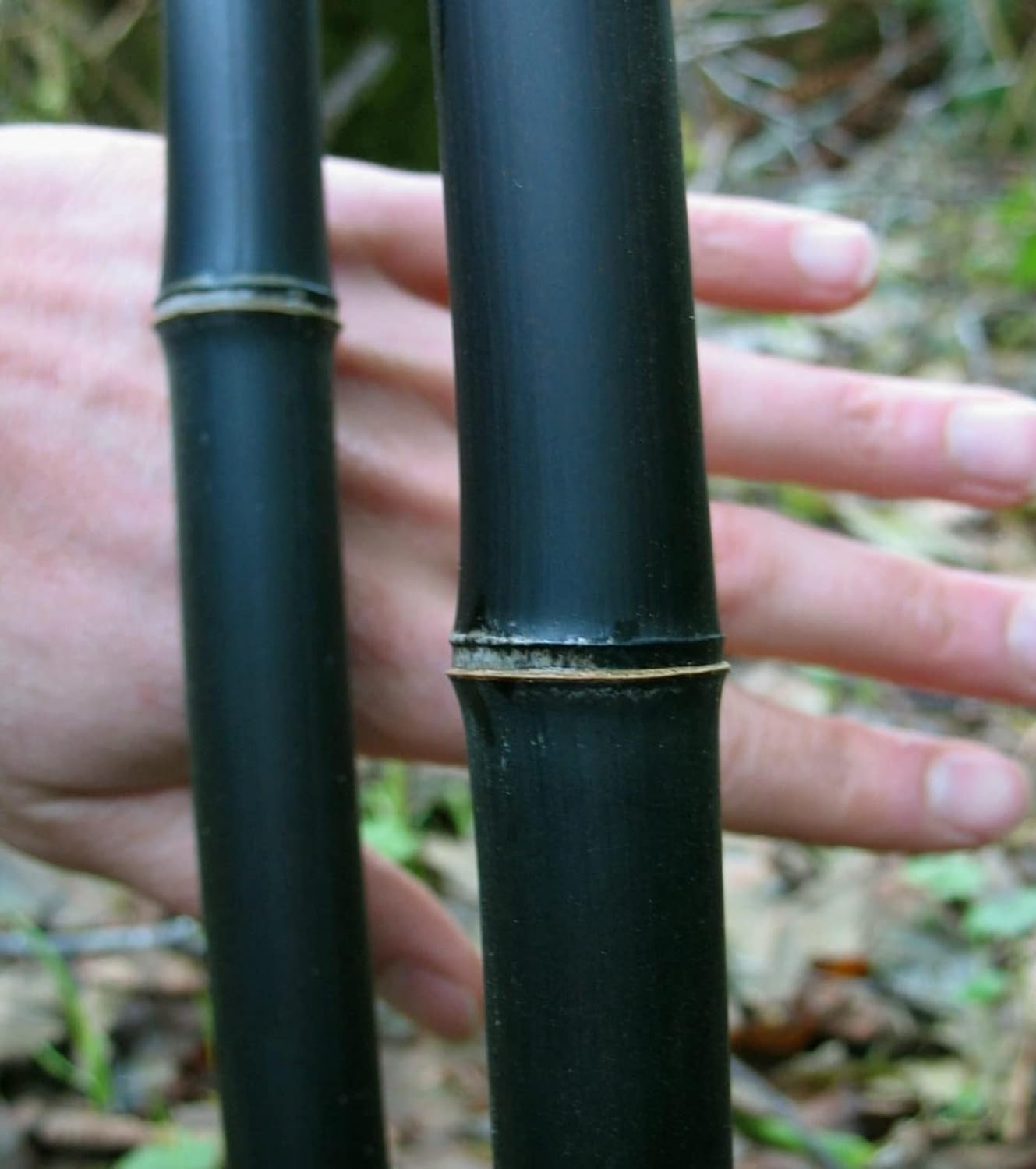 200+ Fresh Black Bamboo Seeds for Planting | Great for Privacy, Fast Growing
