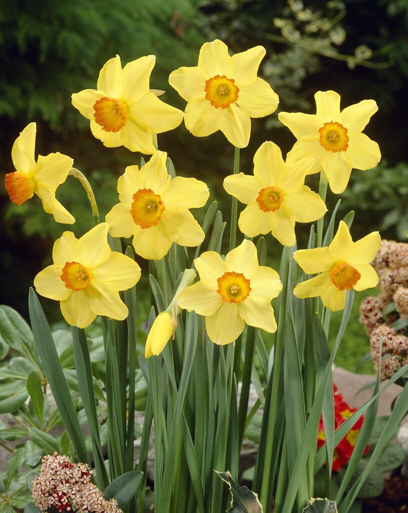 Red Devon Daffodil Bulbs for Planting