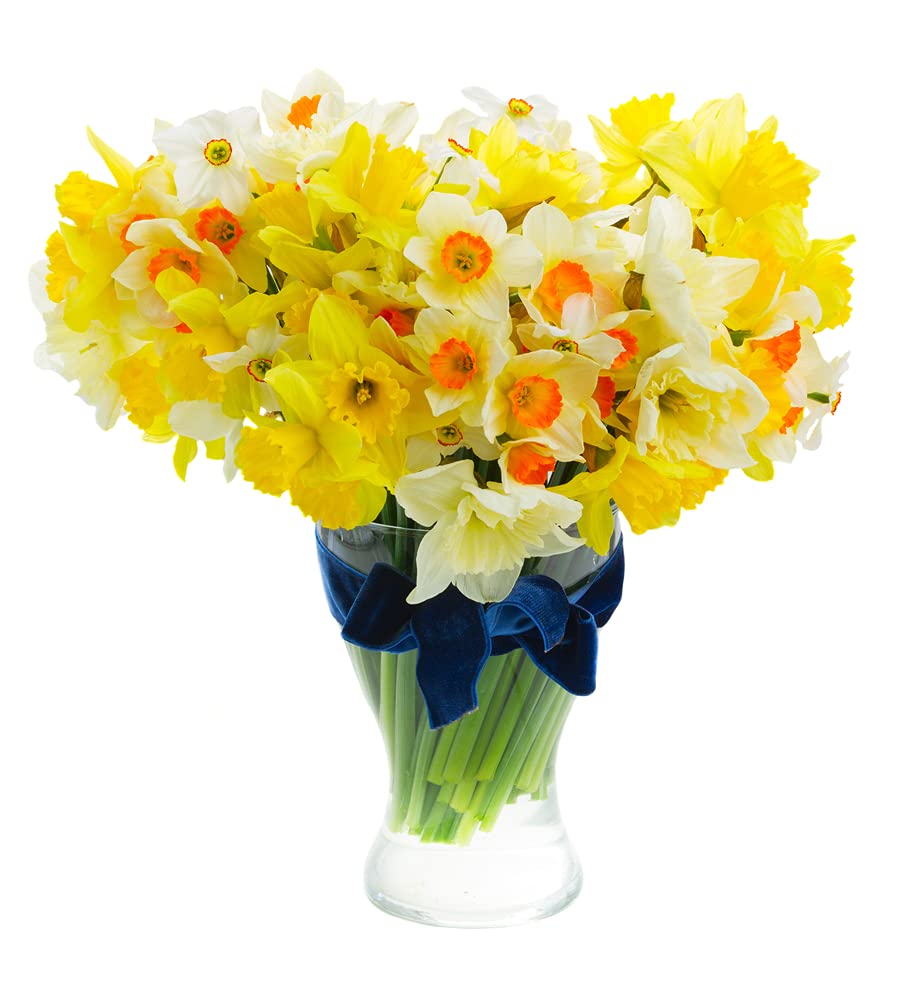 25 Mix Color Daffodils Bulbs Trumpet and Cupped Mixture - Set of 25 Large Fresh Bulbs