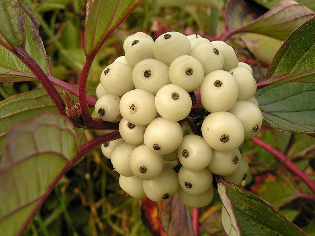 Siberian Dogwood Seeds for Planting (50 Seeds) - Cornus alba, Tatarian Dogwood