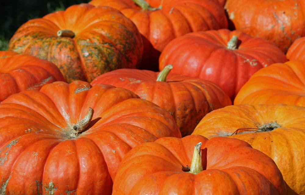 Cinderella Pumpkin Seeds for Planiting - 20 Seeds