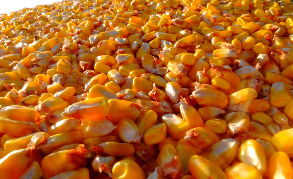 Open Pollinated Yellow Dent Corn Seeds for Planting (5 Pounds)