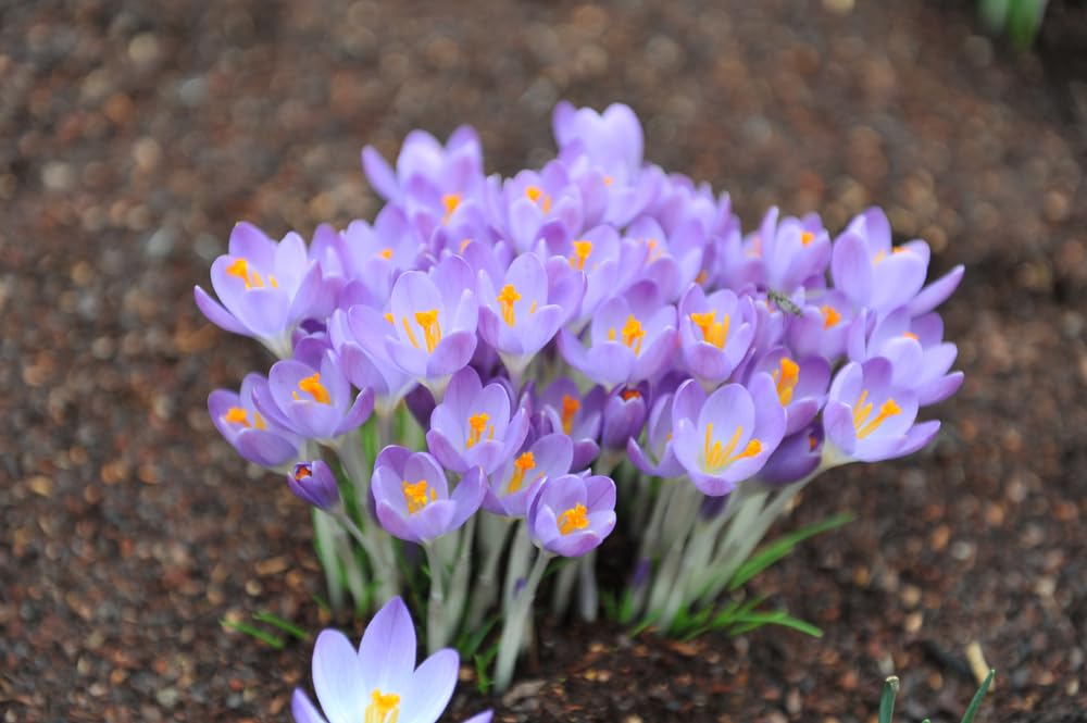 Rare Whitewell Purple Crocus Flower Bulbs for Planting, Crocus tommasinianus (25 Bulbs)