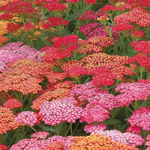 Bright Color Yarrow Seeds for Planting (50 Seeds) - Achillea millefolium - Stunning Pastel Colored Blooms
