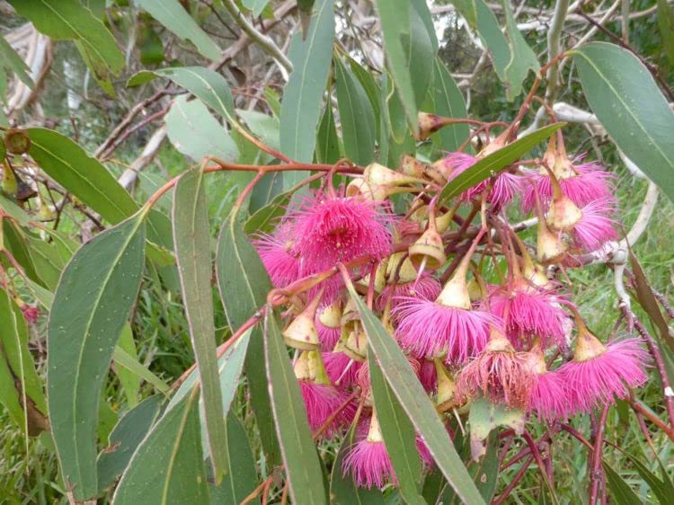 Large Fruited Gum Seeds for Planting (30 Seeds) - Eucalyptus leucoxylon
