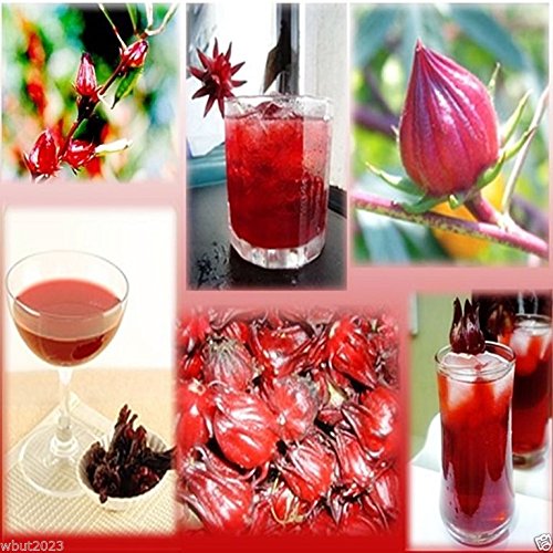 10 Seeds Jamaican Sorrel Seeds, AKA Florida Cranberry , Indian Roselle, Hibiscus Sabdariffa