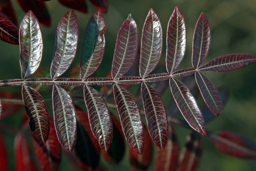 Winged Sumac Seeds for Planitng (30 Seeds) - Rhus copallinum
